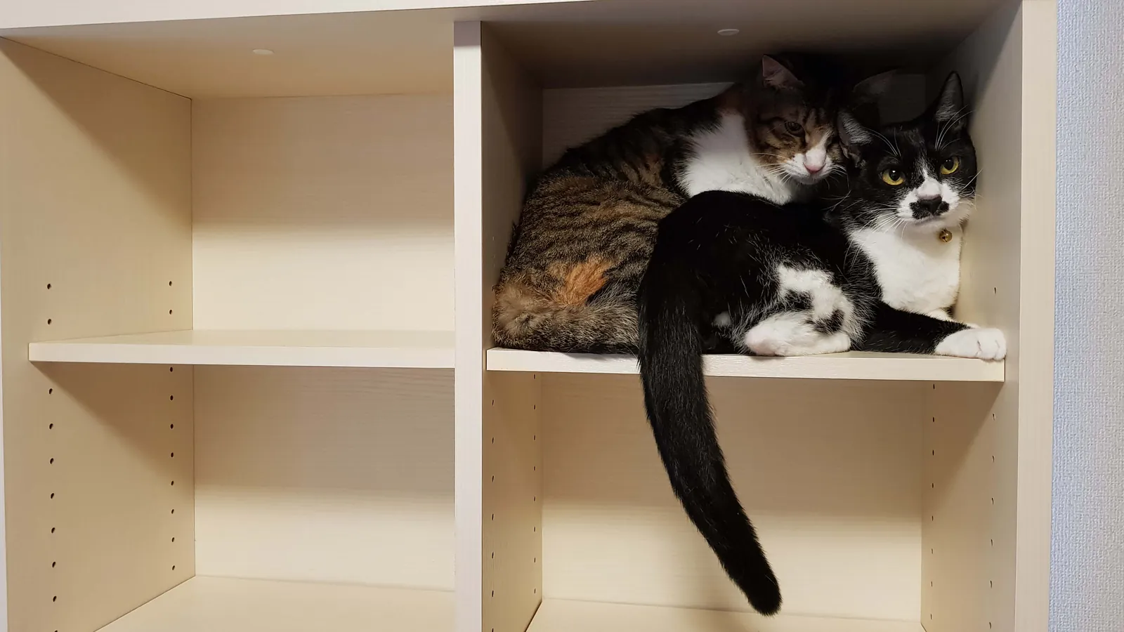 cats-in-book-tana