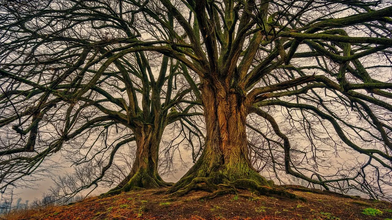 tree-analysis