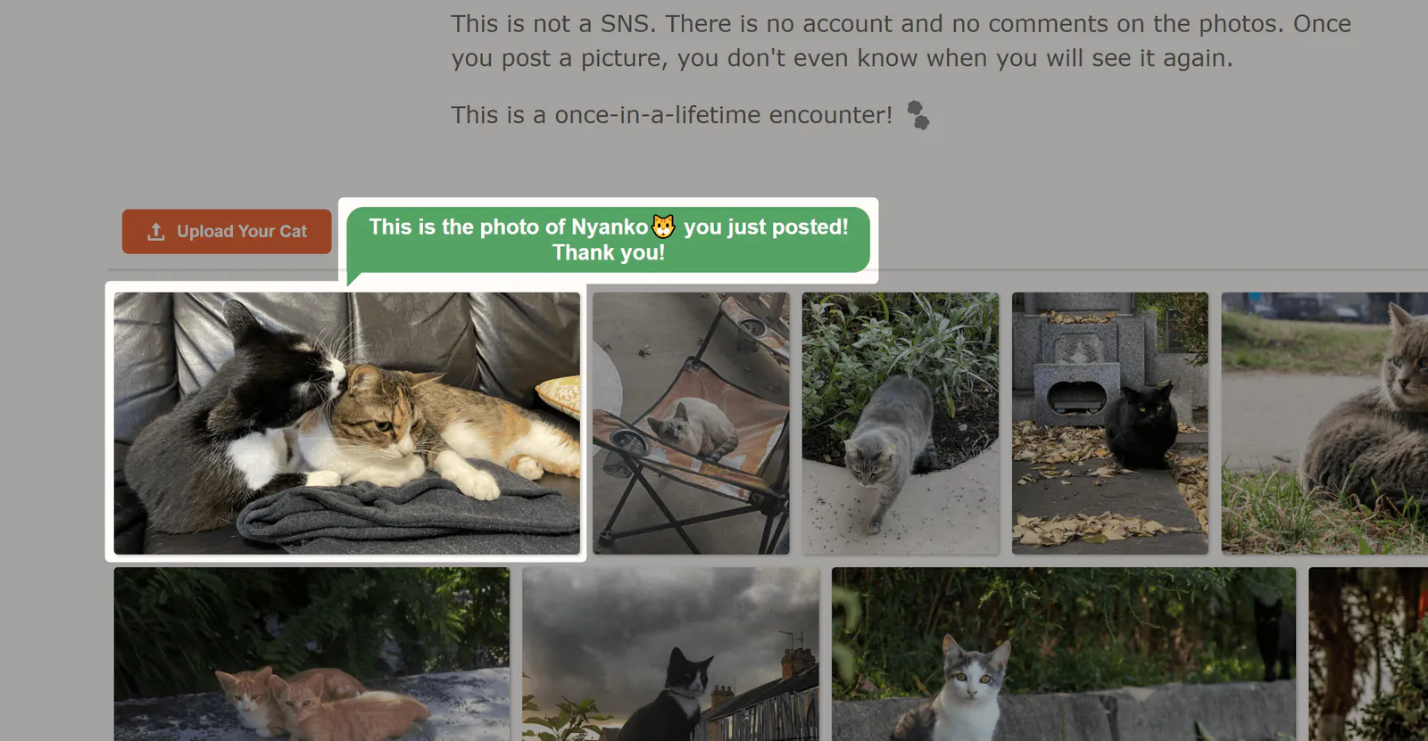 yourcat-screenshot-6