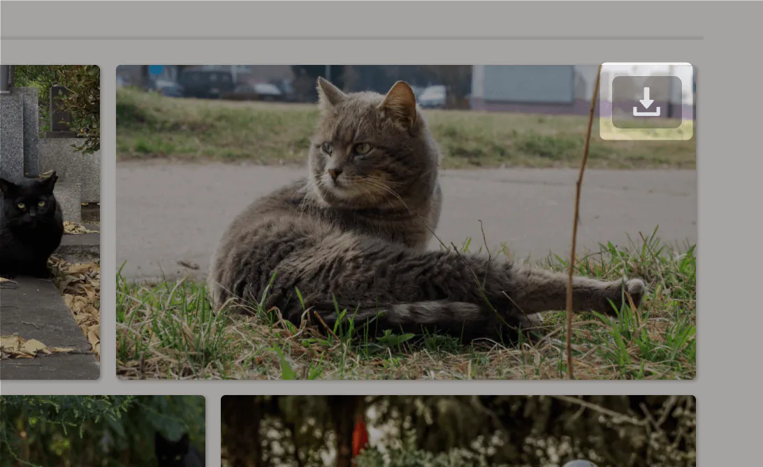 yourcat-screenshot-7