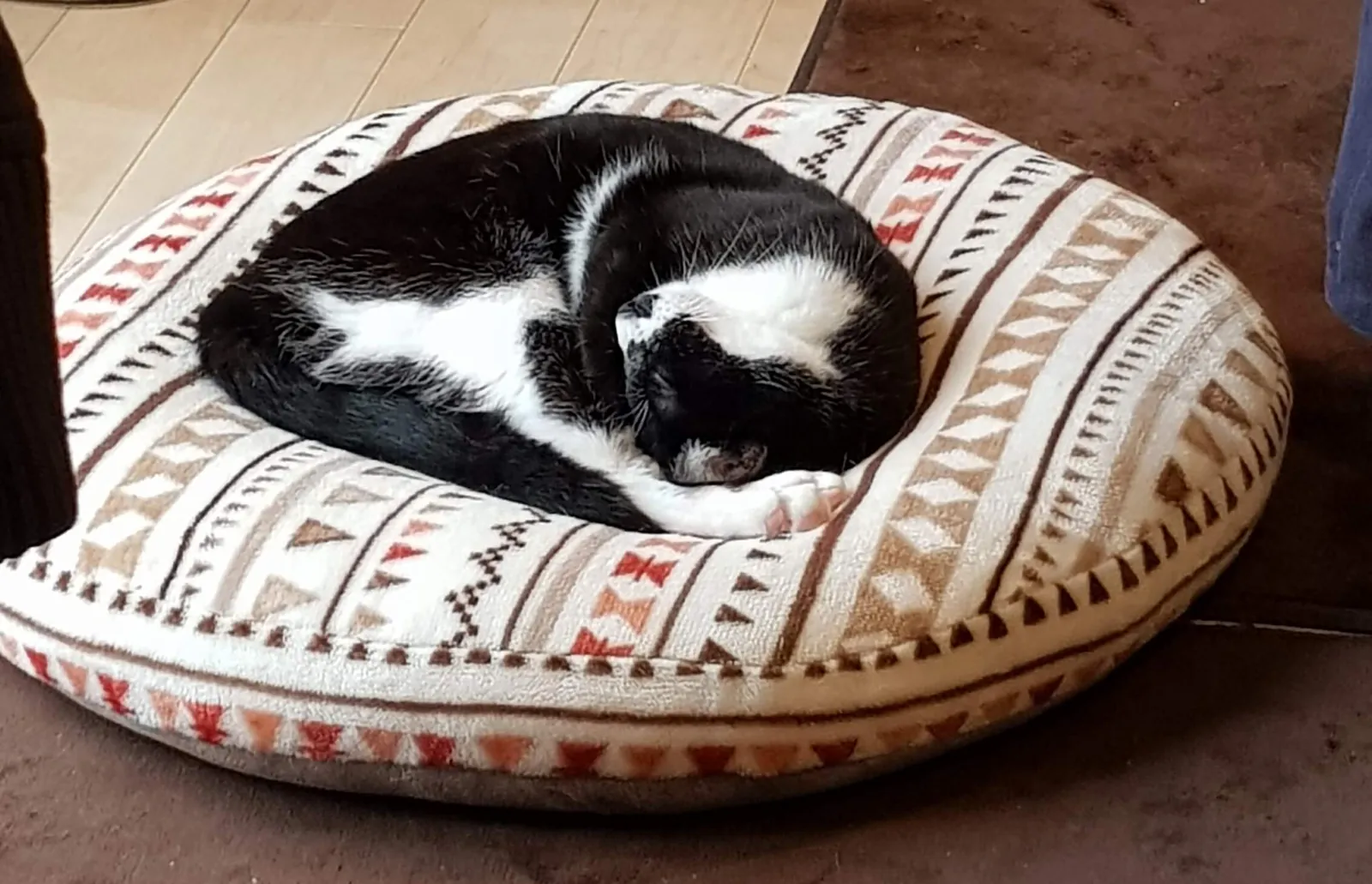 my-cat-male