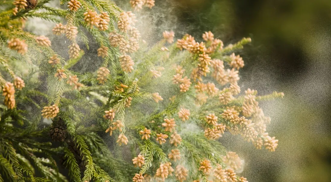 hay-fever-image-sugi