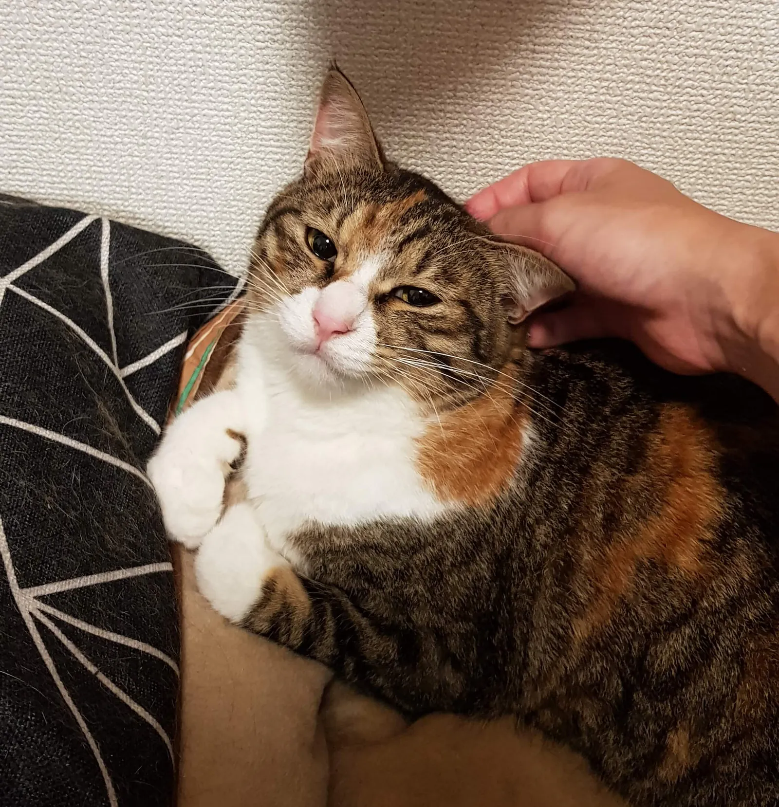 my-cat-female
