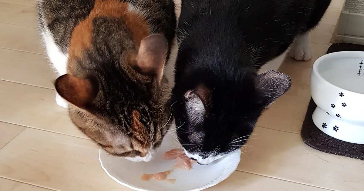 ねこを飼うのにお金はいくらかかる?実際に2匹飼っている僕が計算!