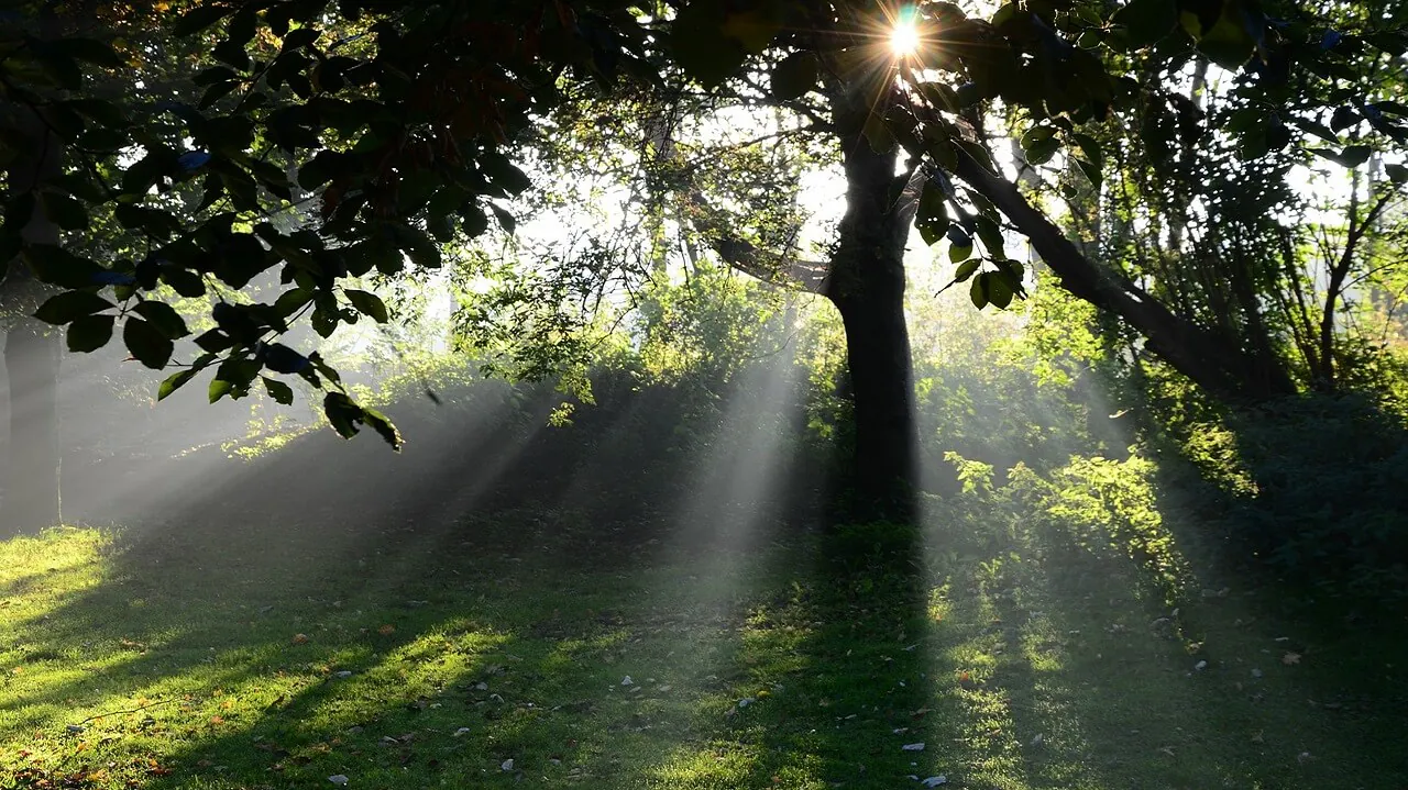 morning-sun