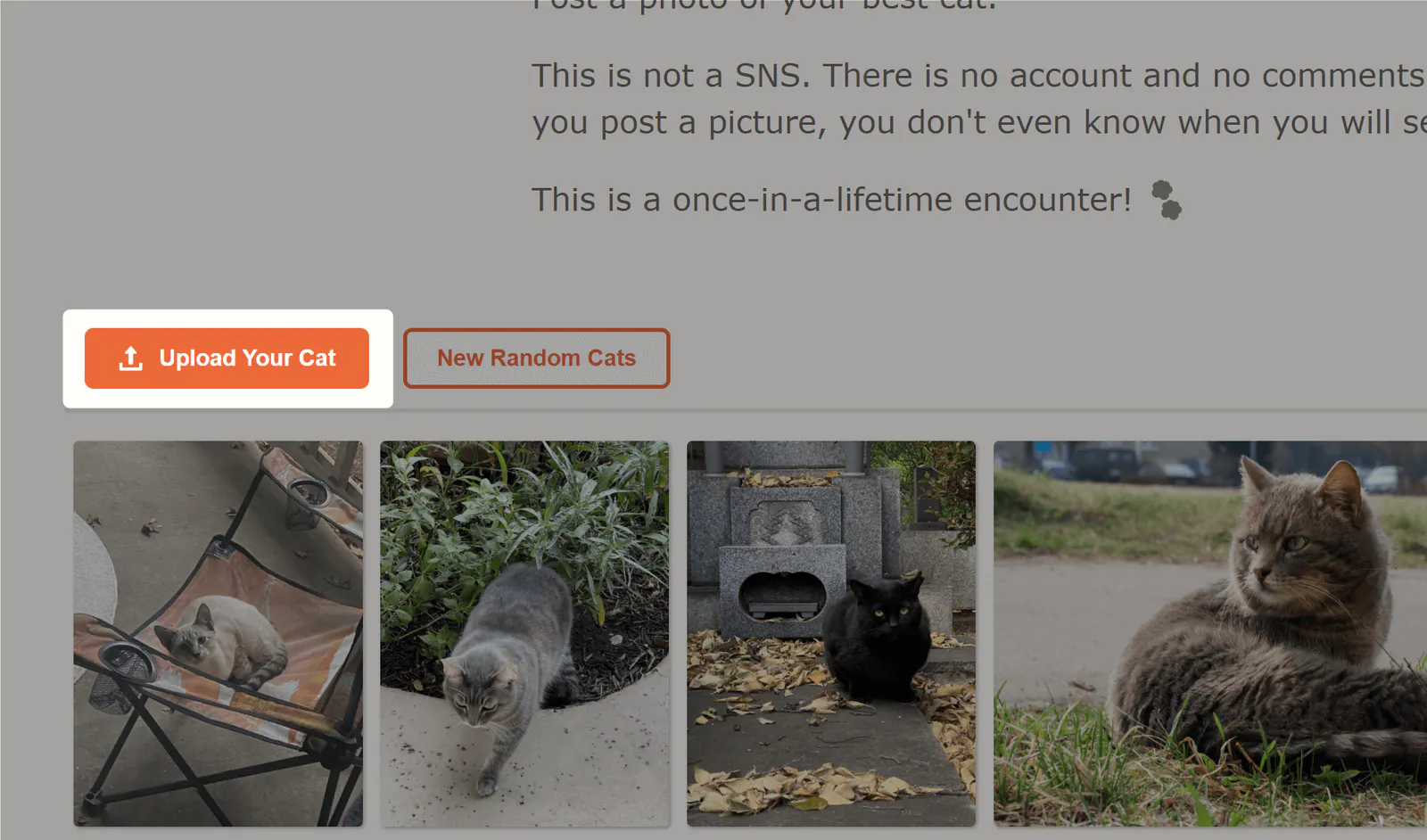 yourcat-screenshot-2